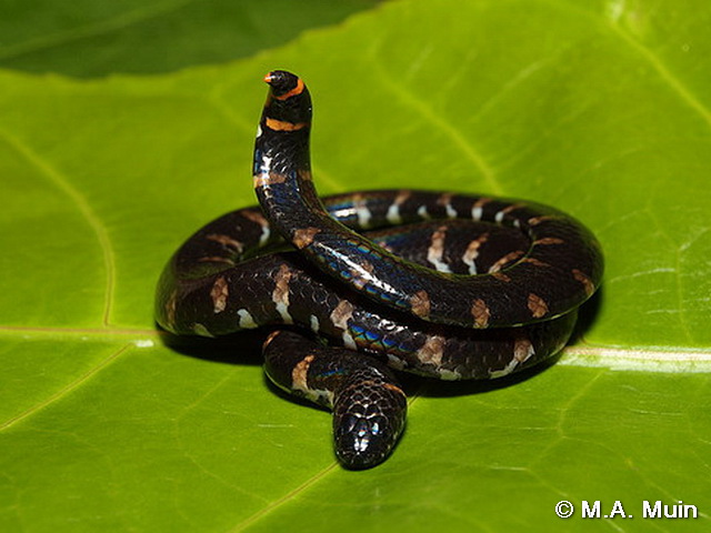 20 Mind-blowing Facts About Red-tailed Pipe Snake 