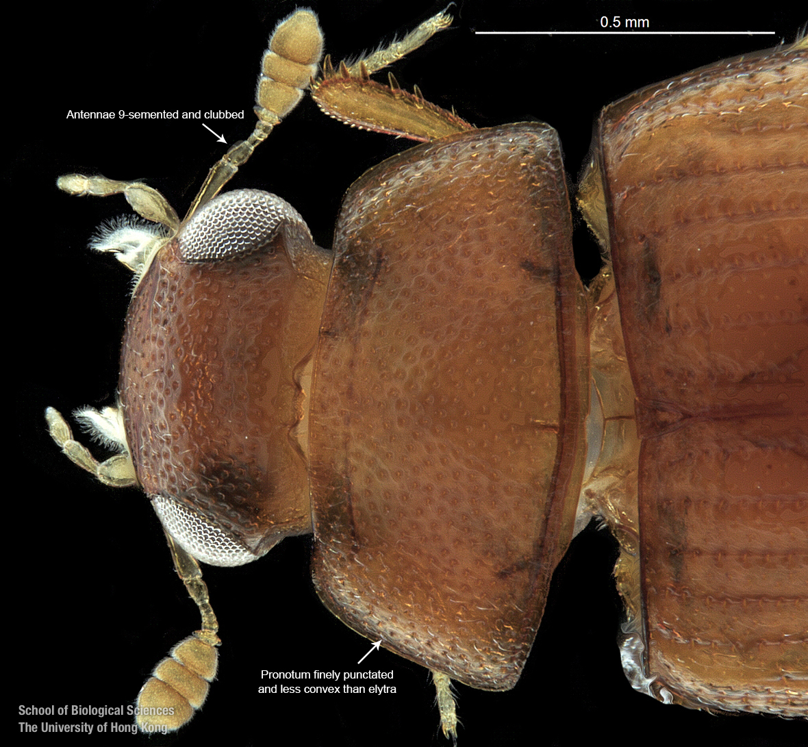 Stenochironomus roquei n. sp., larva. A, antenna, B, labrum, C