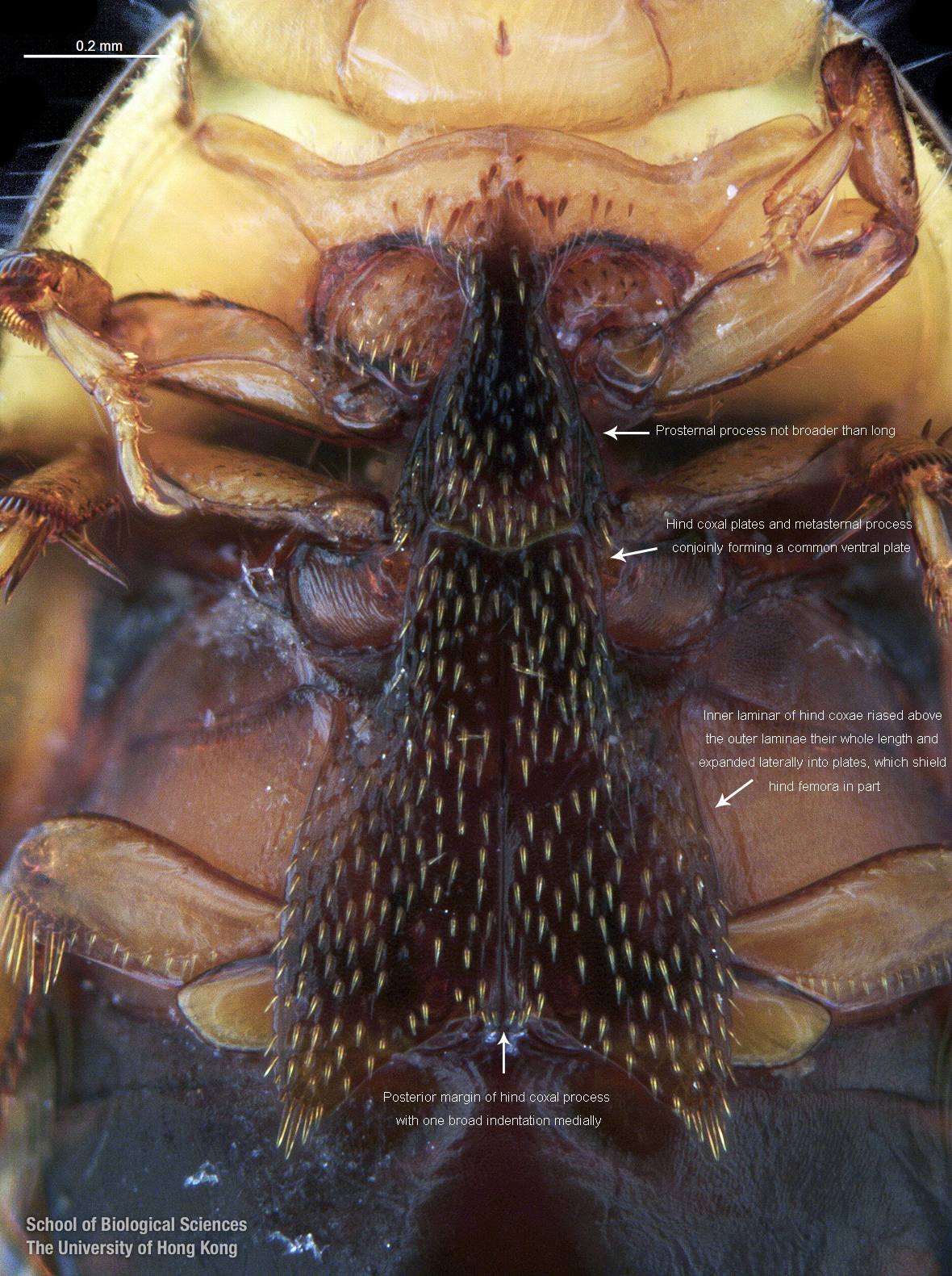 Stapes morphology (based on Hydropotes inermis NMB 9892). (A