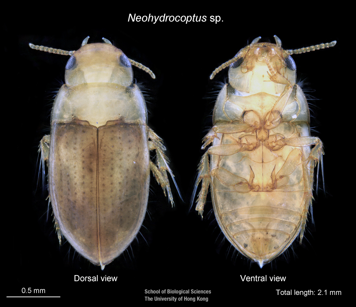 Neocarus spelaion sp. n.: Ventral (A) and dorsal (B) view of the palp