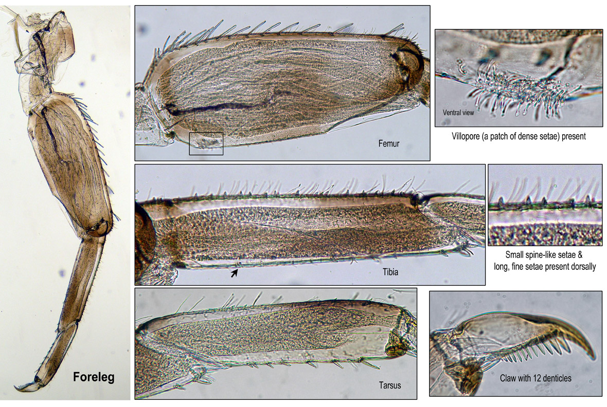 Foreleg