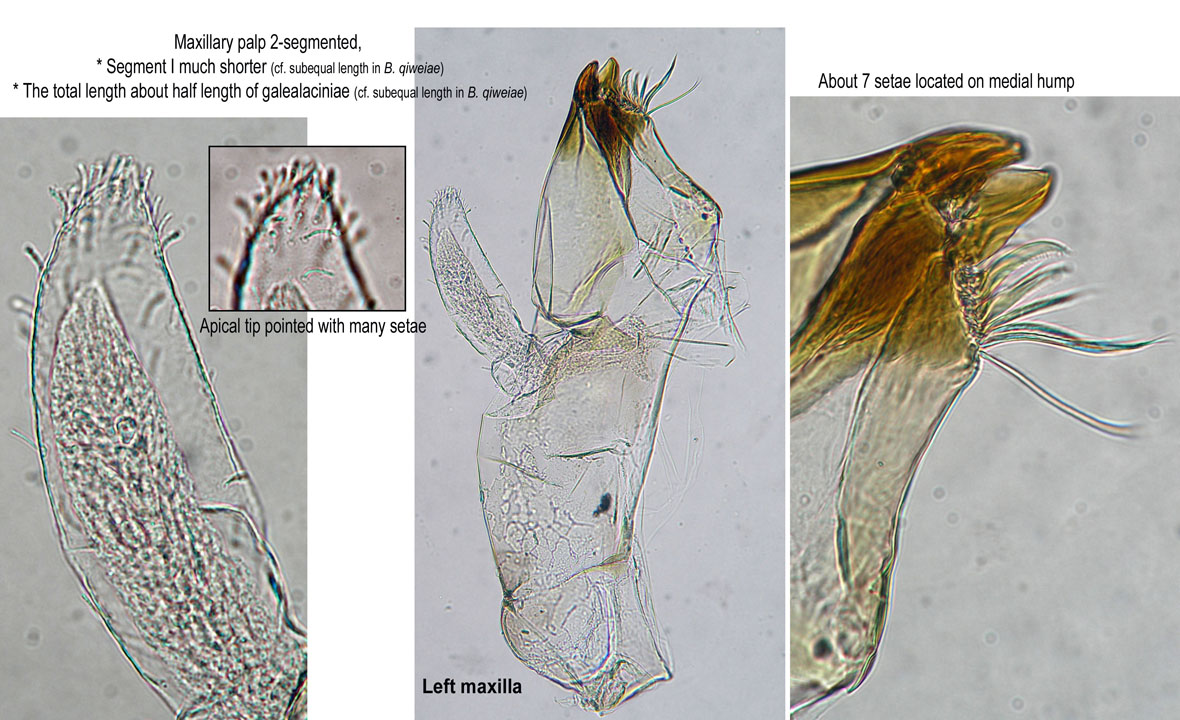 Left maxilla