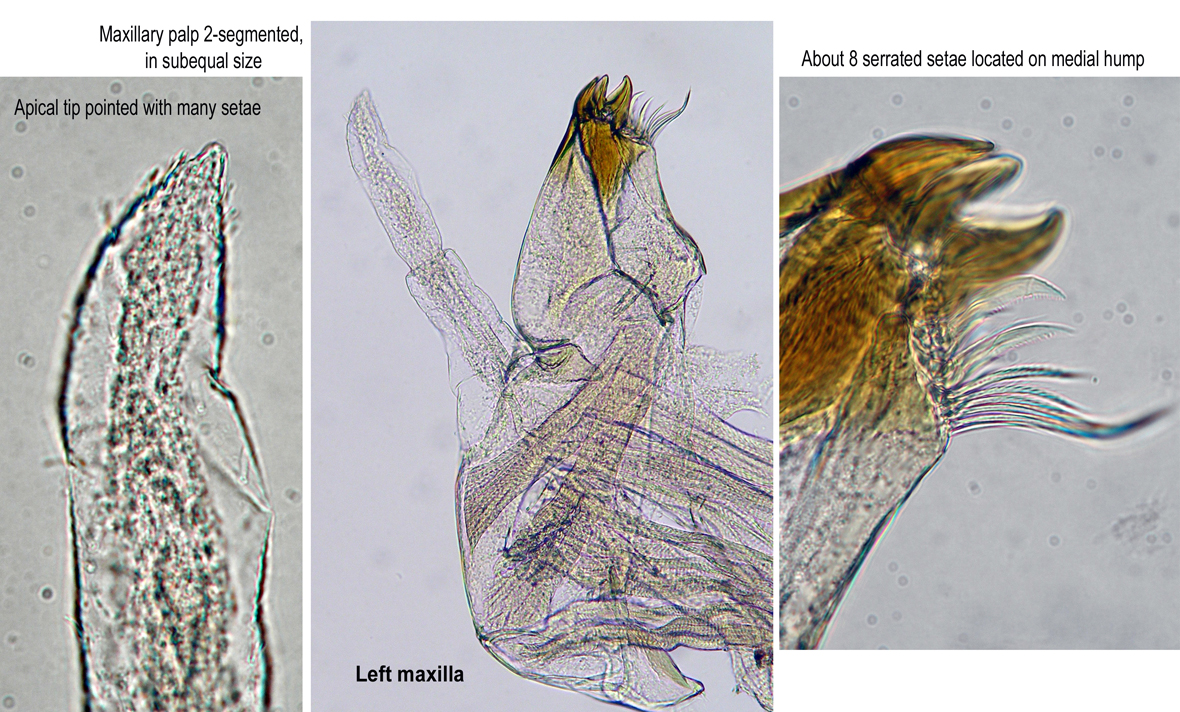 Left maxilla