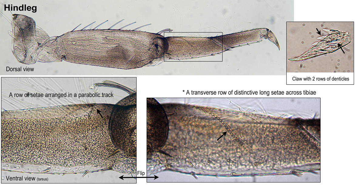 Hindleg