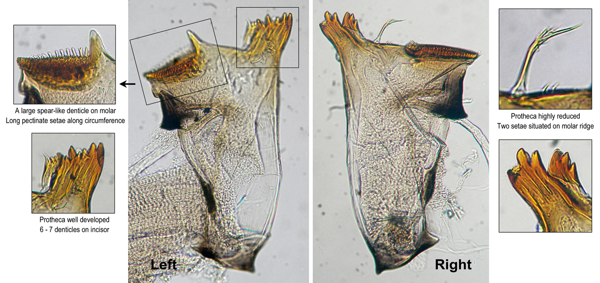 Mandibles