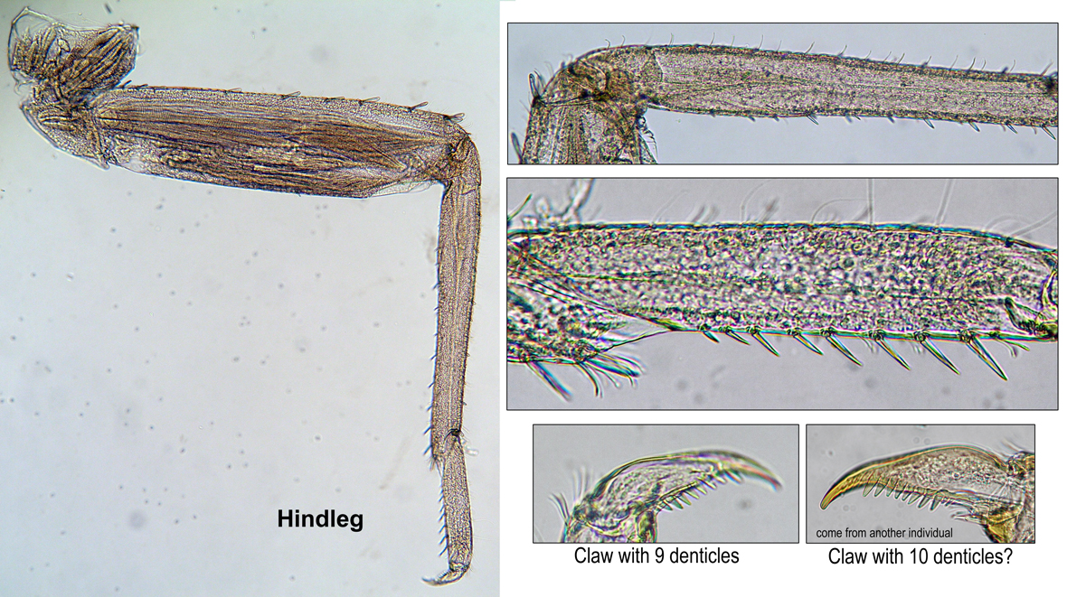 HIndleg