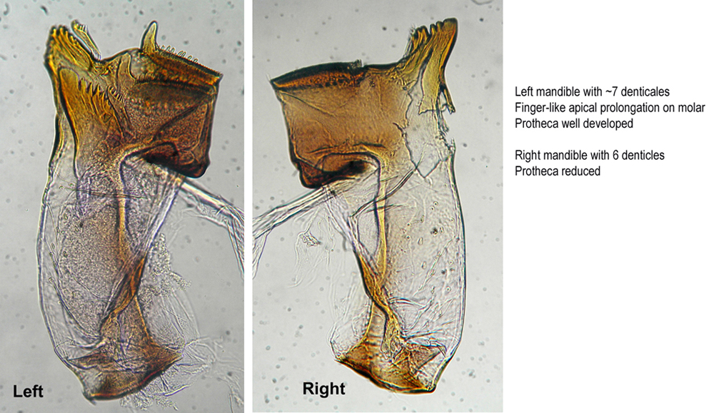 Mandibles