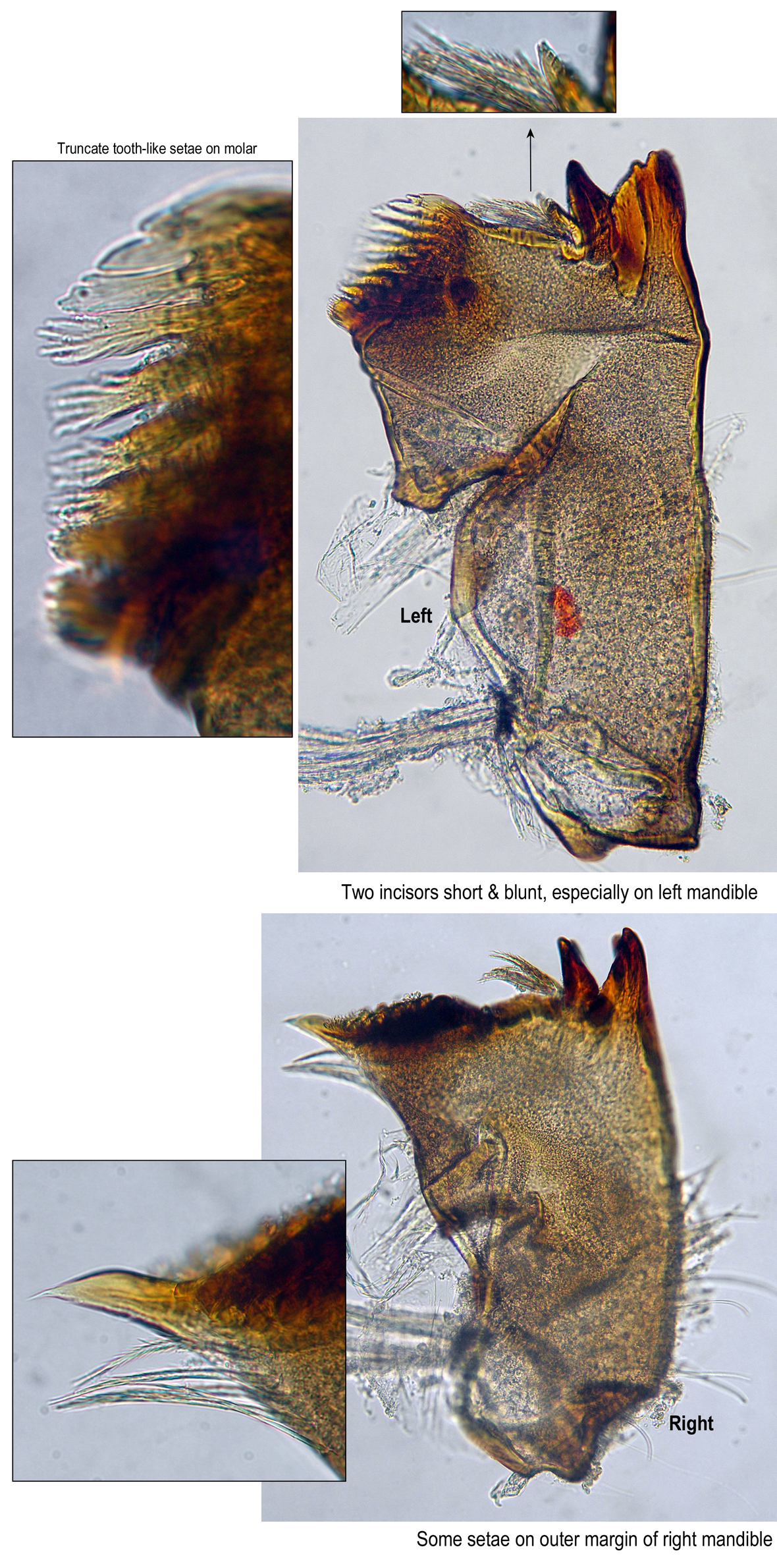 Mandibles