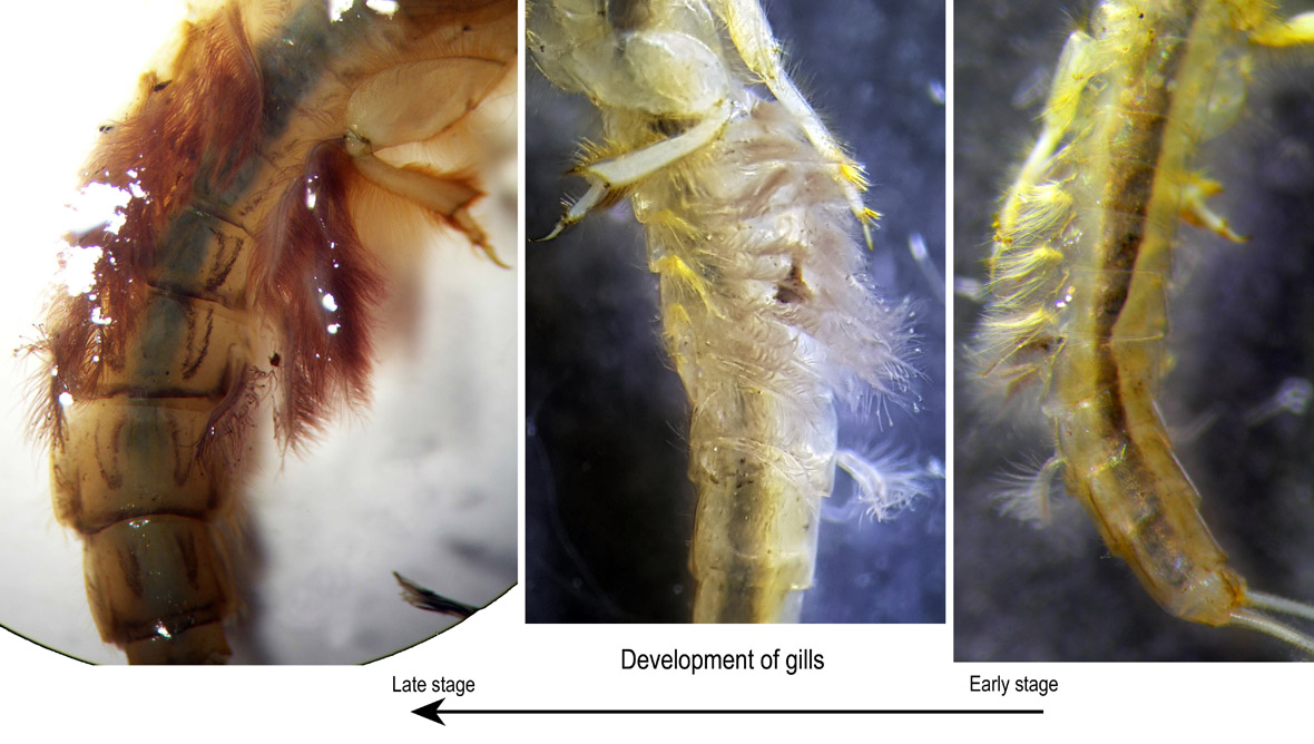 Gills comparison