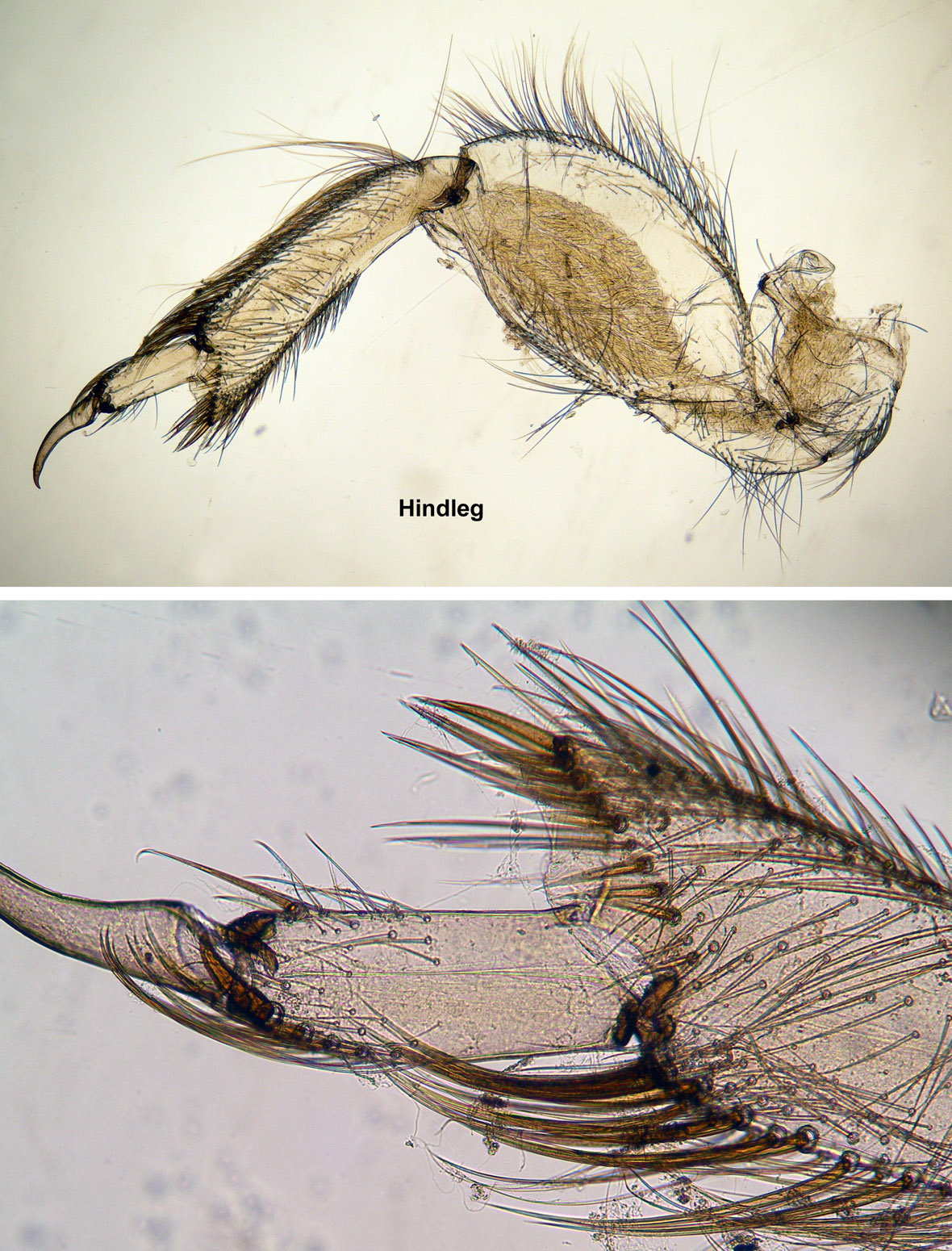 Hindleg