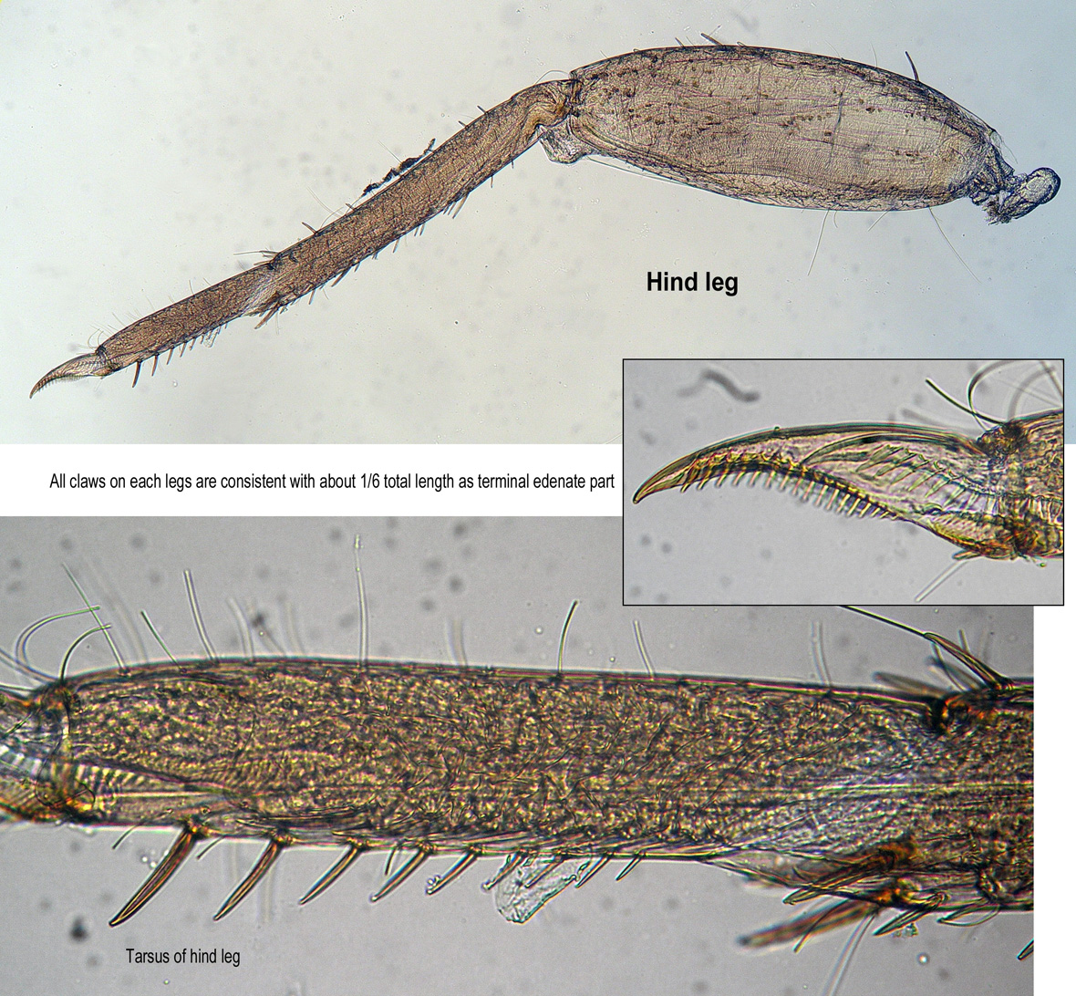 Macropodia rostrata фото