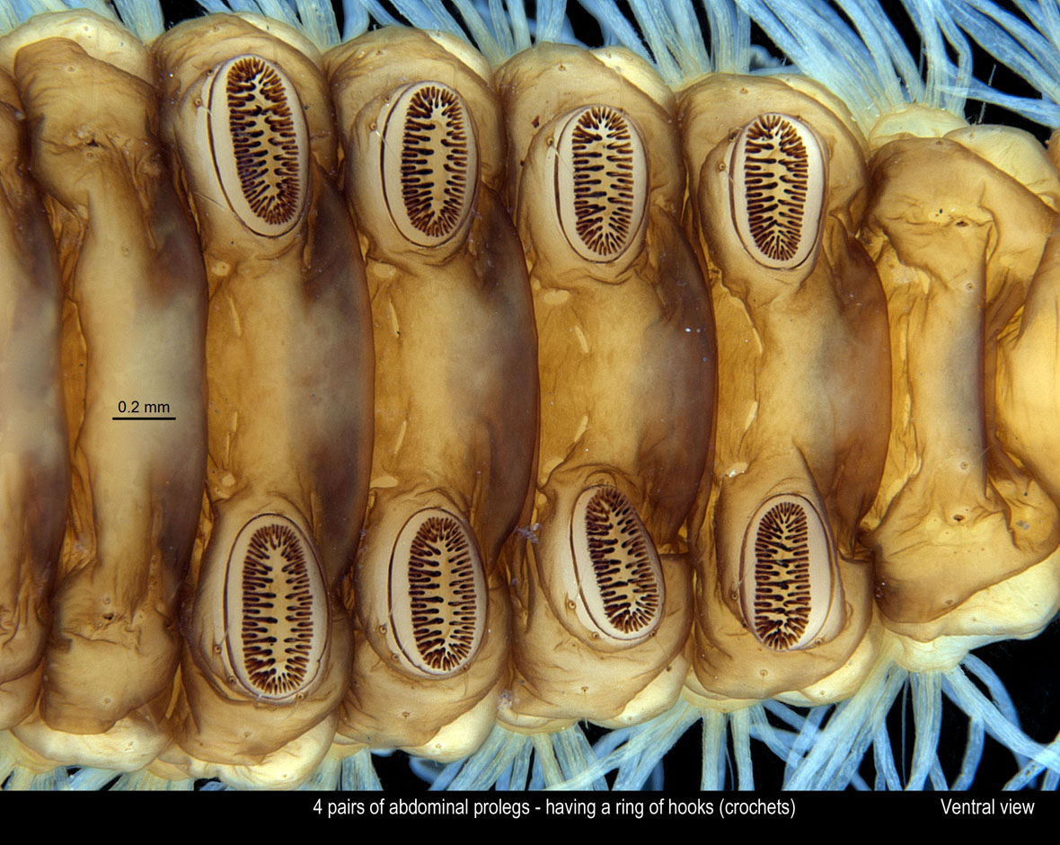 Abdominal prolegs