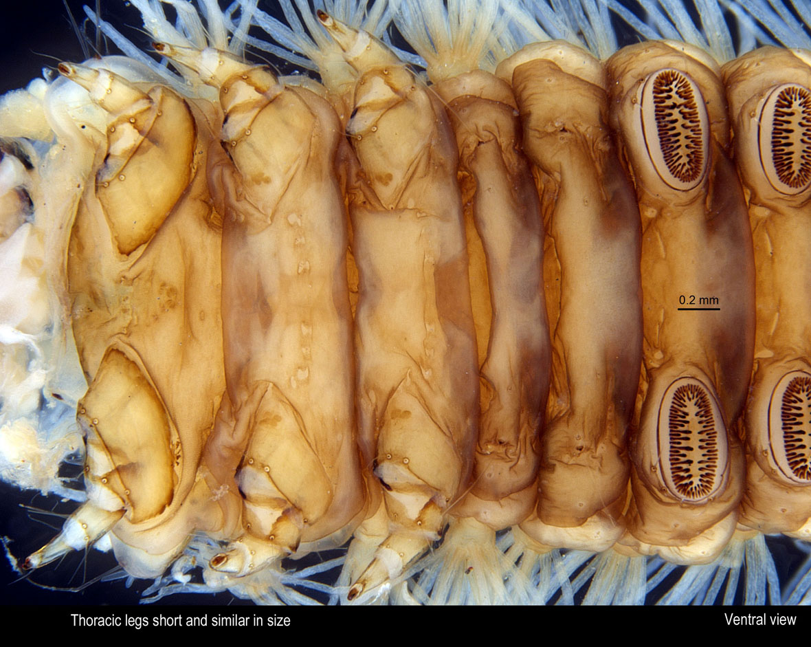 Thoracic_prolegs