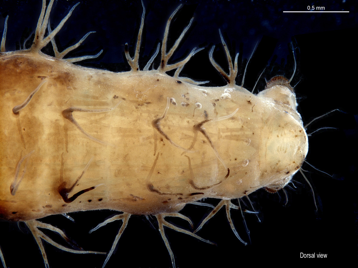 Posterior end in dorsal view