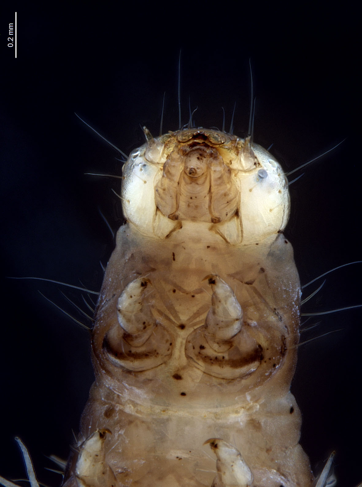 Head in ventral view