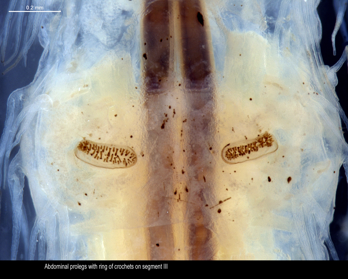 Abdominal prolegs