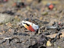 HKU Ecologists Discover Rare Fiddler Crab Species on the Hong Kong Coast Highlighting the Impact of Climate Change and Coastal Development