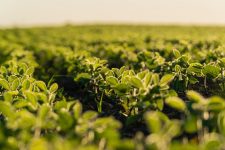 How Soybeans Defy Conventional Nitrogen Uptake