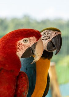 HKU and BIOPOLIS-CIBIO Biologists Reveal the Genetic ‘Switch’ Behind Parrot Colour Diversity 港大率團參與研究揭鸚鵡羽毛色彩奧秘