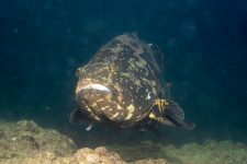 HKU Ecologists Uncover Significant Ecological Impact of Hybrid Grouper Release through Religious Practices 港大生態學家揭示 放生沙巴龍躉正嚴重威脅香港水域生態系統