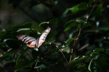 3,000 Kilometers 4 Months and 1 Tiny Traveler – The Chestnut Tiger’s Epic Flight from Japan to Hong Kong 日本大絹斑蝶飛3千公里抵港破紀錄, 港大：難以置信的壯舉