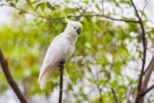 HKU Ecologists Reveal Key Genetic Insights for the Conservation of Iconic Cockatoo Species 港大研究發現兩種鳳頭鸚鵡關鍵遺傳特性