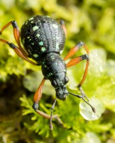HKU Ecologists Lead International Effort to Understand Declining Insect Biodiversity in the Tropics
